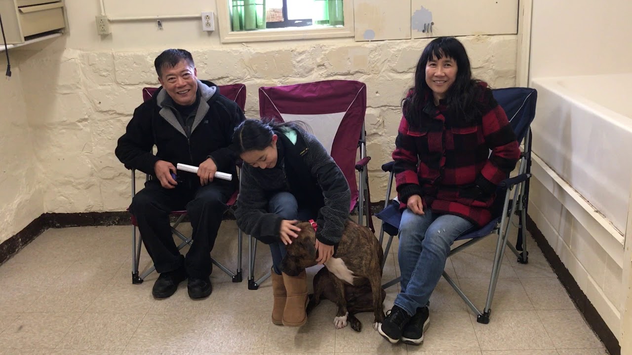 TIGER'S OWNERS TESTIMONIAL puppy training crate schedule