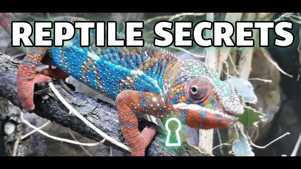 Reptile Secrets