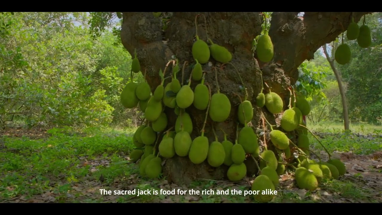THE SACRED JACK - EXPLORING THE TREE OF WISHES