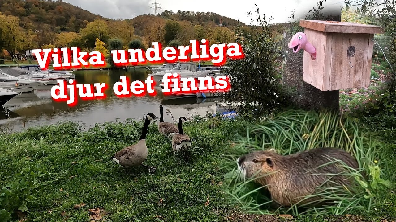 Hej då Sverige och Hej till Tyskland 2025-2026 #03