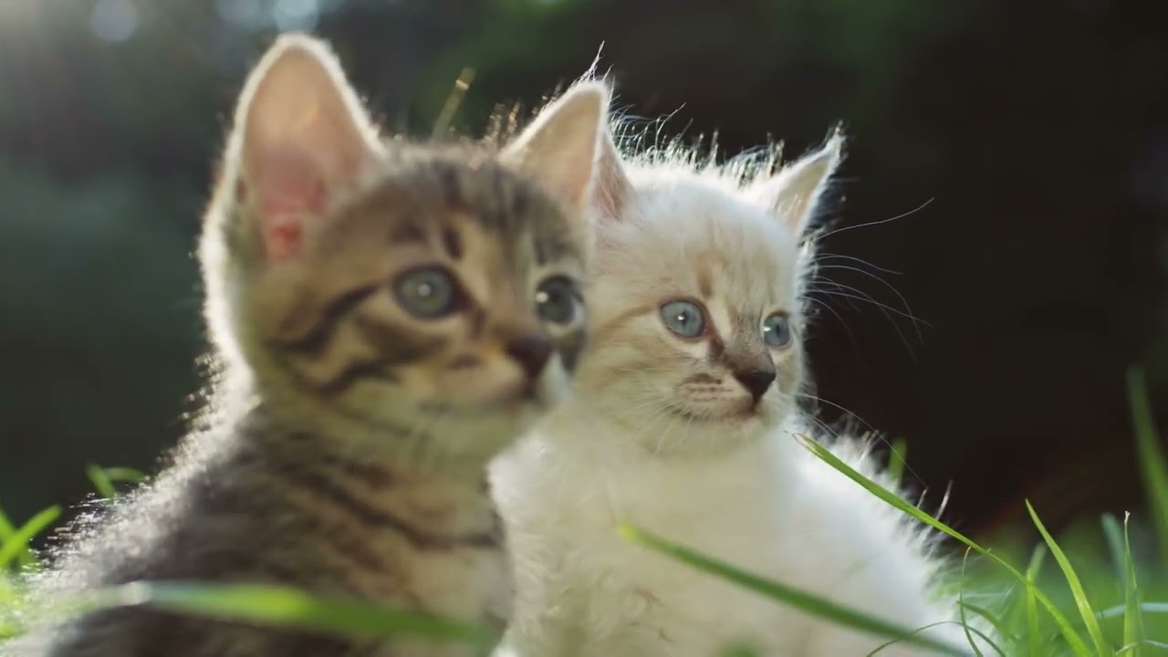 분리불안 고양이를 위한 편안한 수면 음악│캣릴렉스