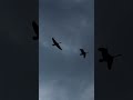 Geese Flying