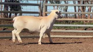 Lot 36 St George Dorper and White Dorper ram sale 2026