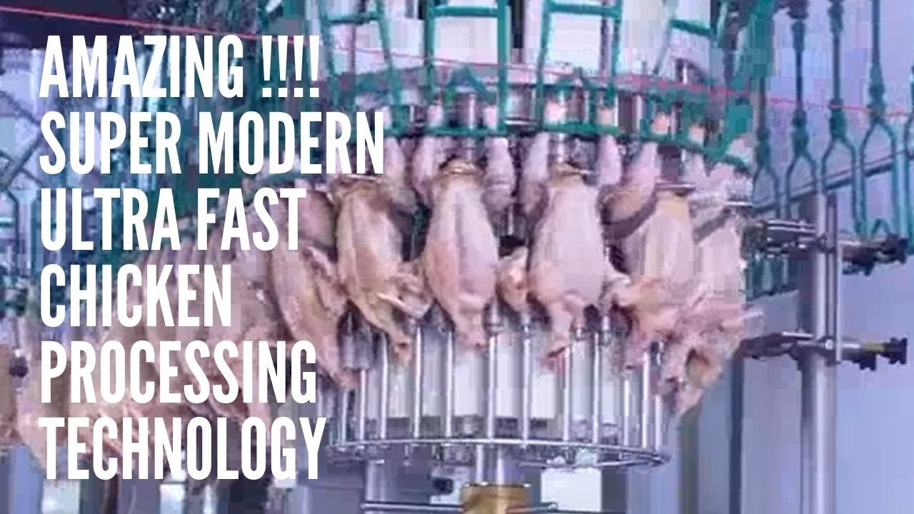 SUPER AMAZING !!!!! Modern Ultra Fast Chicken Processing Technology