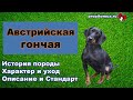 Австрийская #гончая   описание породы собак гладкошерстный #бракк