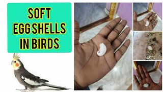 Soft Egg  shell problem in Birds, reason and how to cure it. screenshot 2