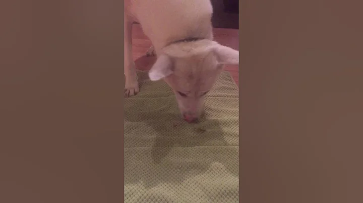 My brutally Abused Rescue Dog
