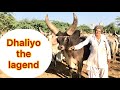 One of kind strong beautiful handsome breeding bull DHALIYO