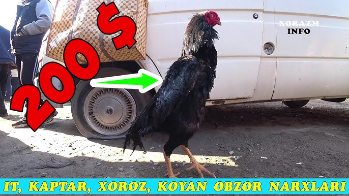 Gozal mushuk cums yaqin