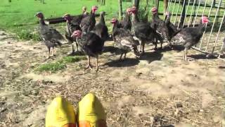 THE TURKEY CLOG DANCE