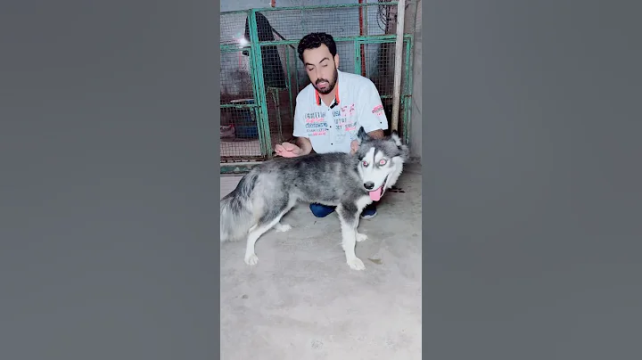 Watch the video about Beautiful woolly coat Siberian husky female.