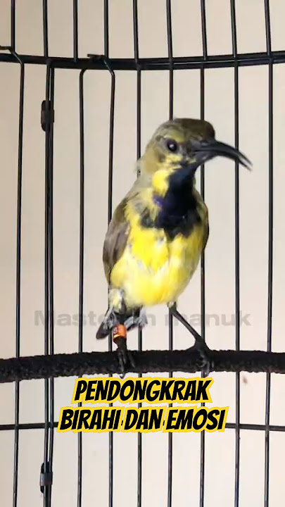Sogon trotol ucek ucek cocok untuk mendongkrang birahi #sogon #sogongacor #sogokontong