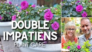 🌿 Double Impatiens Care  |  Friday Plant Chat 🌿