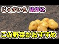 【じゃがいも】後作にこれを植えると1番育ちがいい野菜！