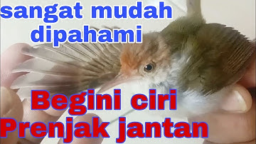 Cara membedakan prenjak lumut jantan betina