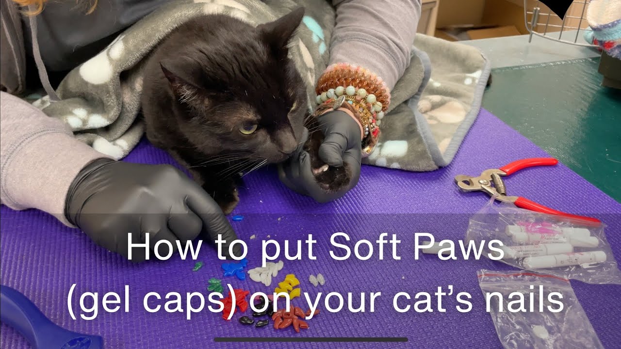 Cat Nail cap removal - YouTube