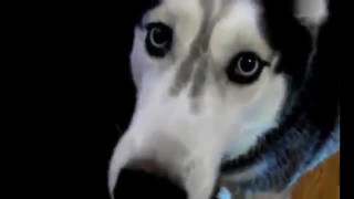 Мега смешное видео #Говорящие животные Я валялся Интересное видео ютуб! Мега смешное видео #Говорящие животные Я валялся Интересное видео ютуб!