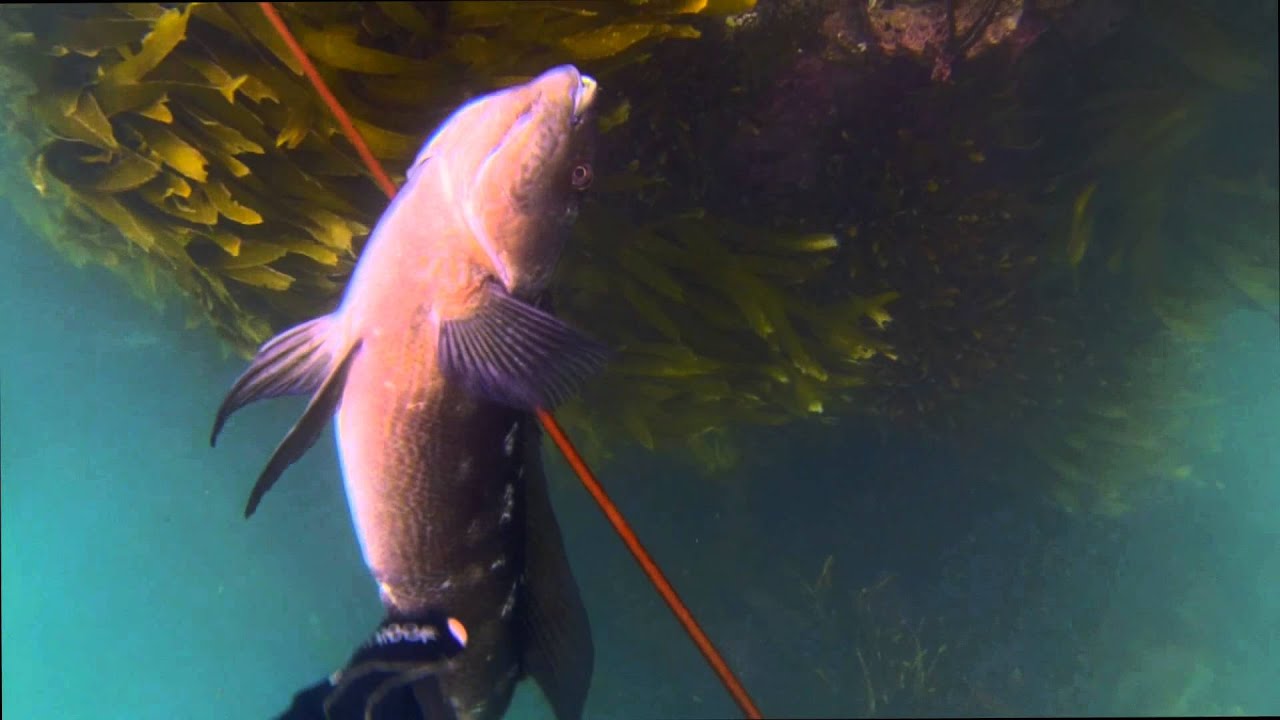 WildFox Spearfishing Big Butterfish South Coast, Wellington YouTube