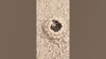 هَٰذَا خَلْقُ اللَّهِ #quran #الشيخ المنشاوي #المنشاوي #تلاوة خاشعة #قران كريم