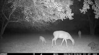 Archive Files of Trail Camera 3 Compilation 20260624 F Archive Files of Trail Camera 3 Compilation 20260624 F