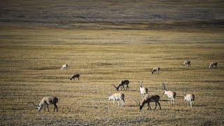Rare Footage Documents Migration Of Mongolian Gazelles Rare Footage Documents Migration Of Mongolian Gazelles