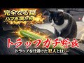 トラップガチ野良