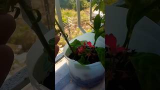 Shorts Gene Gaza Geldim Nerde Ulan Müslüm Baba Sevdalıları Desdekler Nerede