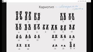 ЕГОР ЛАЙТ - Тема 4. Деление клетки