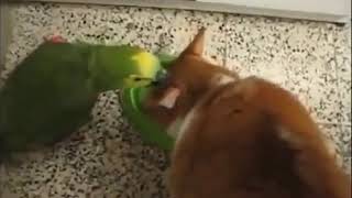Кот впечатал попугая в миску
