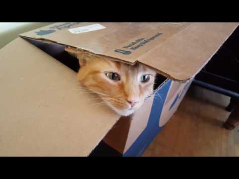 biscuit-mcgillicuddy's-cat-fort