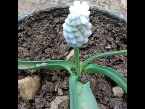 Video: Muscari Problem Olmayacaq Bir çiçəkdir