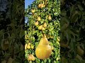 2022年11月12日フルーツ#viralvideo#trending#fruits
