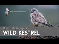 How to Photograph a Wild Kestrel