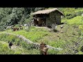 Most peaceful and relaxing Village Life || Rainy Days Started in Barekot Village || IamSuman