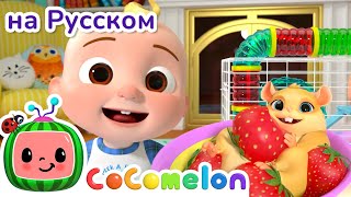 Кто возьмёт хомяка домой? | Новая Серия🍉 | CoComelon на русском — Детские песенки