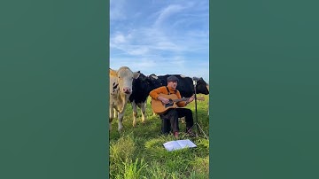Thumbnail of Yesterday - The Beatles ( Cover by Plumes) Part 2