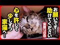 【緊急保護】猛暑による大ピンチ…！避暑地へのお引越し