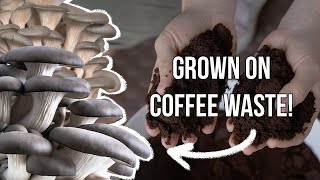 Выращивание съедобных грибов на использованной кофейной гуще | Устойчивое городское фермерство в Португалии