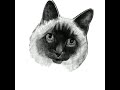 Time-lapse drawing of my cat Silver on iPad Pro using Apple Pencil and ProCreate