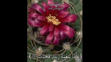 { وَأَمَّا بِنِعْمَةِ رَبِّكَ فَحَدِّثْ }[ سورة الضحى : 11 ] الشيخ فارس عباد حالات واتساب