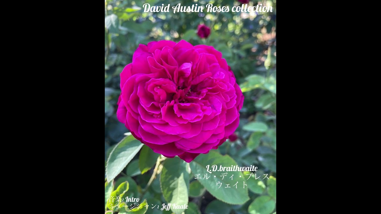 David Austin Roses collection