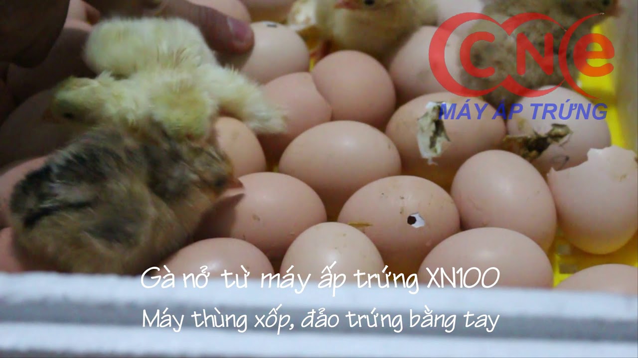 Máy Ấp Trứng 【 Chuyên Dùng Cho Gia Đình, Giá Rẻ Không Tưởng 】