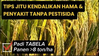 Cara Mengendalikan Hama dan Penyakit Tanpa Pestisida pada Padi Sistem TABELA TABUR [Rice Planting]