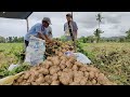 Turnips (Singkamas) Harvesting