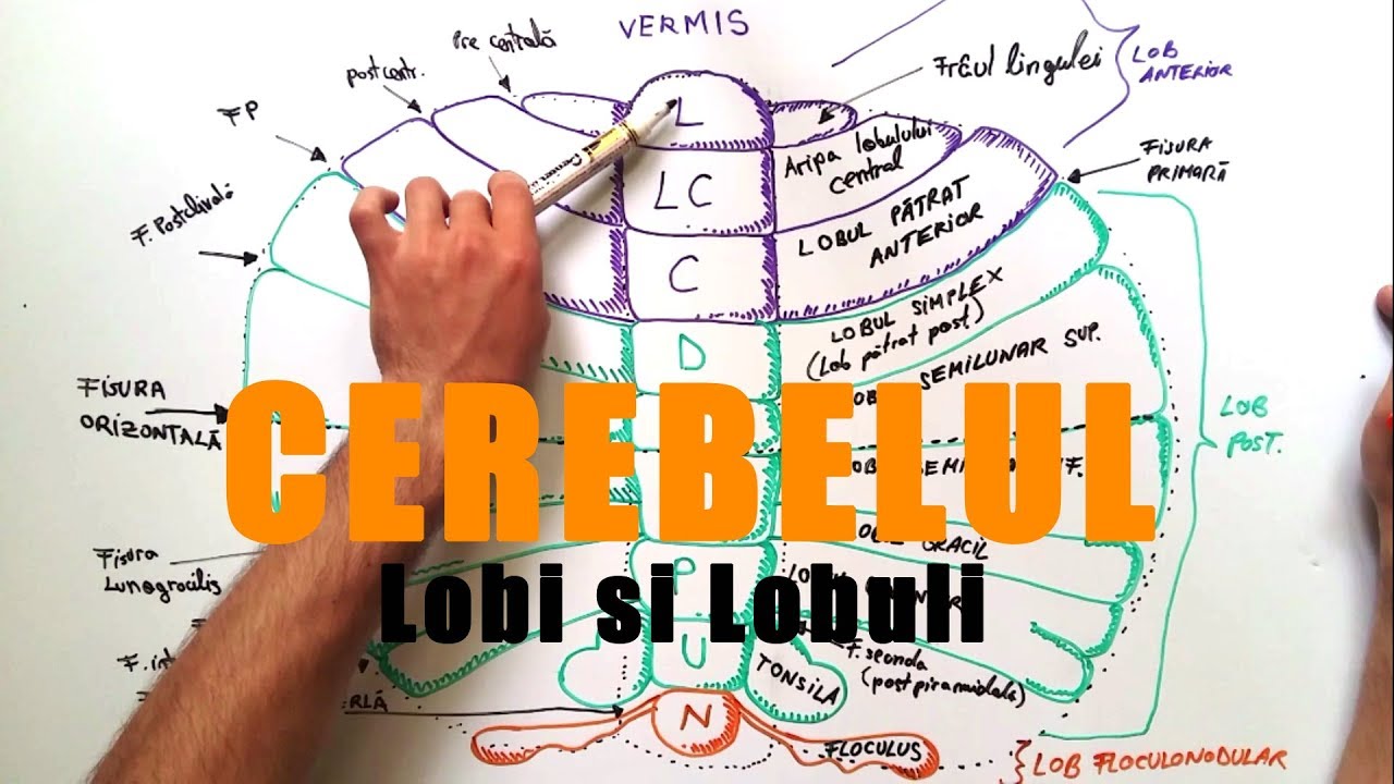 Lobația și lobulația Cerebelului medicina natural
