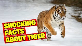 10 Shocking Facts About TigerBig Cat