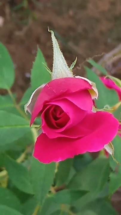 #song  rose love❤ #bollywood #love #hindisong🥰🥰🥰