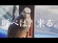 呼べば来るヒヨドリ ヒヨドリは懐きます。鳴き声 Friendly brown-eared bulbul is cute.かわいい なつく 野鳥観察