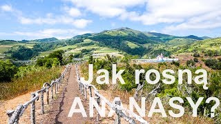 AZORY w 4 dni: Jak rosną ANANASY? vlog #32