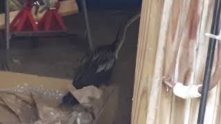Anhinga - December 7, 2023
